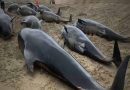 पश्चिमी ऑस्ट्रेलिया में तट पर फँसी 51 व्हेल मछलियों की मौत