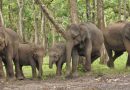 जमशेदपुर वन प्रमंडल ने बनाया हाथियों के लिए कॉल सेंट, टोल फ्री नंबर जारी
