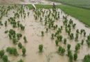 प्रदेश में बारिश ने दी थी बड़ी राहत रोपनी में आयी तेजी, एक सप्ताह और बारिश हुई तो किसानों को बड़ी राहत