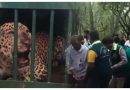 वन अधिकारियों ने तिरुमाला घाट पर तेंदुए को पकड़ा, पिंजरे की मदद से वेंकटेश्वर प्राणी उद्यान में छोड़ा