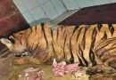 मुकुंदपुर टाइगर सफारी में आया बांधवगढ़ का घायल शेर