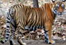 भोपाल लाए गए 2 बाघ, दोनों अब तक 5 लोगों को उतार चुके हैं मौत के घाट