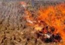 खेत में पराली जलाने पर रद्द हो जाएगा पंजीकरण, अनुदान भी खत्म, किसानों को चेतावनी