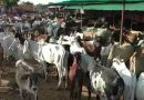 कोटा में पॉलीथिन खाने से 10 दिन में तड़प-तड़प कर 140 गायों की मौत