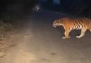 बाघ सड़क पर बैठा हुआ दिखाई दे रहा बाघ, घंटो लगा रहा जाम, नहीं निकल पाए राहगीर