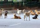 भोपाल में 56 हजार नसबंदी के बाद भी बढ़ रहे आवारा कुत्ते